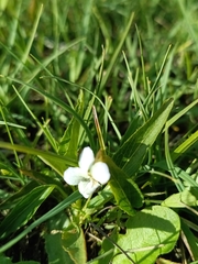 Viola stagnina, photograph (c) Michal Honskus, some rights reserved (CC BY)