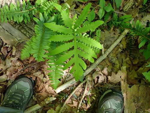 sensitive fern