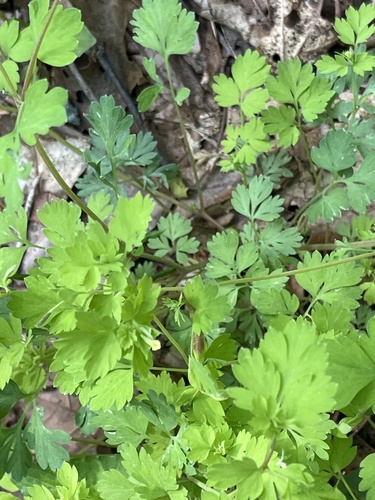 Corydalis flavula, 2026-05-04