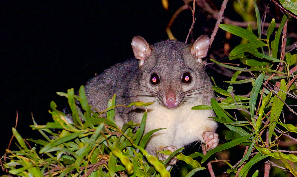 Scaly-Tailed Possum