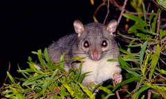 Scaly-Tailed Possum photo 1