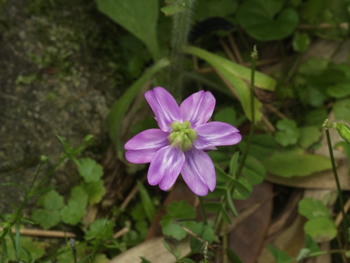 Astragalus sinicus observed 2026-05-18