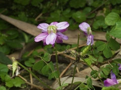 Astragalus sinicus, photograph (c) angryphyco, some rights reserved (CC BY)