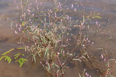 Persicaria segetum