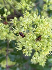 Pelonides quadrinotata