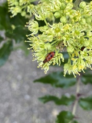Pelonides quadrinotata