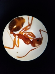 Aphaenogaster uinta