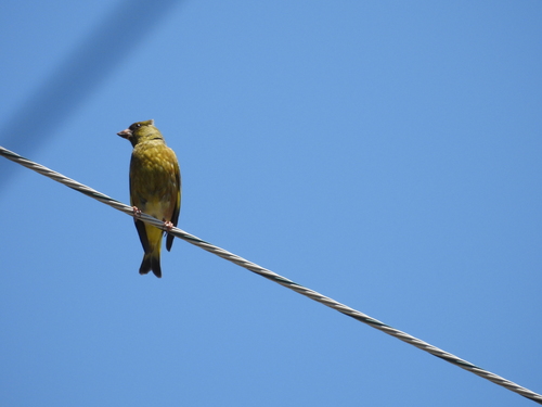 Oriental Greenfinch