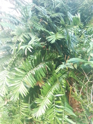 Eastern Cape giant cycad
