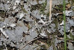 Peltigera dolichorhiza