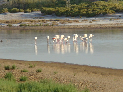 Greater Flamingo