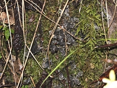 Peltigera dolichorhiza