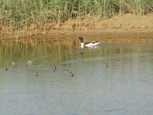 Common Shelduck