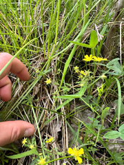 Potentilla heptaphylla, photograph (c) Dawid Juszczak, some rights reserved (CC BY)