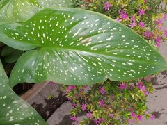Zantedeschia elliottiana