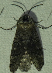 Prionoxystus macmurtrei