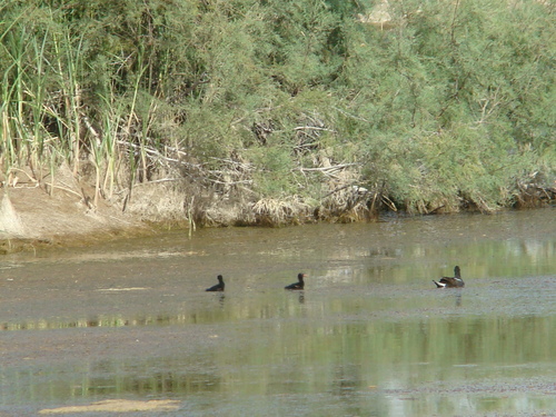 Eurasian Moorhen