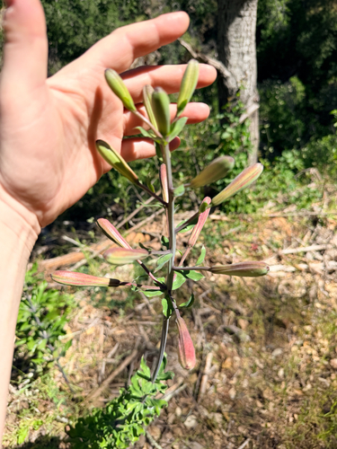 Lilium rubescens