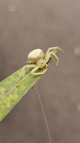 Misumenops callinurus