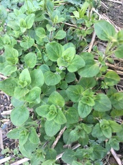 Origanum