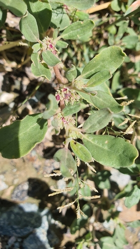 African Purslane