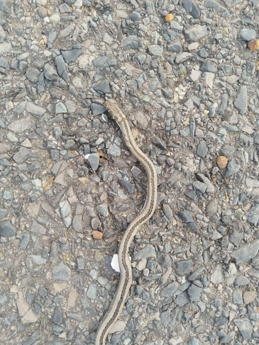 Cross-marked Sand Snake