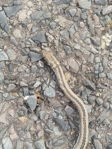 Cross-marked Sand Snake