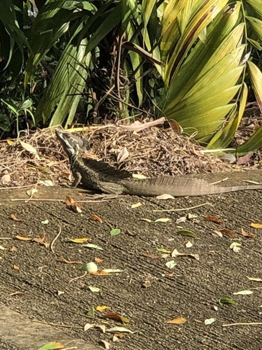 Common Basilisk