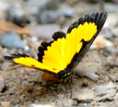 Xanthyris flaveolata