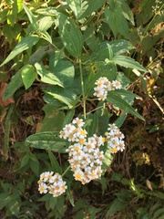 Alloispermum integrifolium