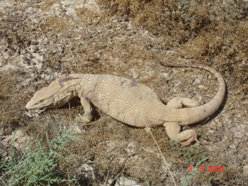 Grey Monitor