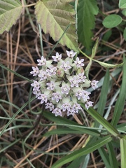 Asclepias michauxii