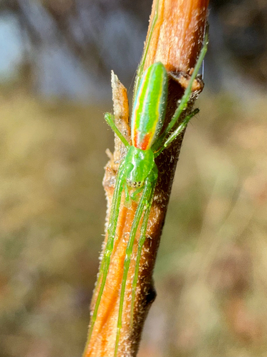 Green Long-jawed Orbweaver photo 4