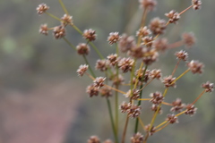 Juncus microcephalus