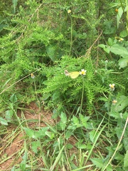 Westringia fruticosa