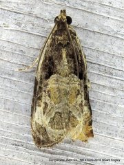 Olethreutes connectum