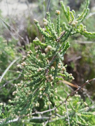 Asparagus capensis, photograph 1