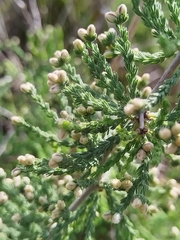 Asparagus capensis, photograph (c) Jared Zachary Herman, some rights reserved (CC BY)