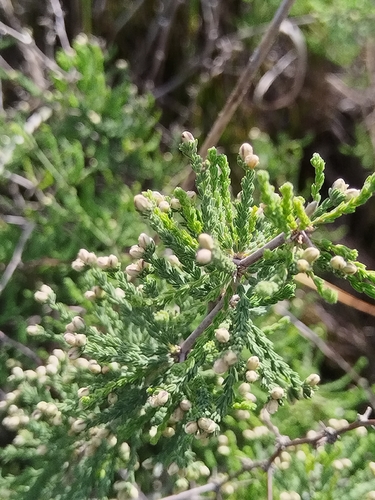 Asparagus capensis, photograph 3