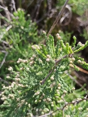 Asparagus capensis, photograph (c) Jared Zachary Herman, some rights reserved (CC BY)