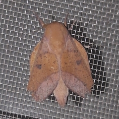 Adeloneivaia apicalis