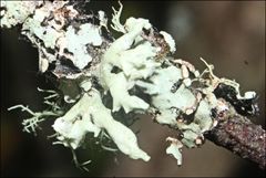 Ramalina inflata