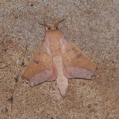 Adeloneivaia apicalis