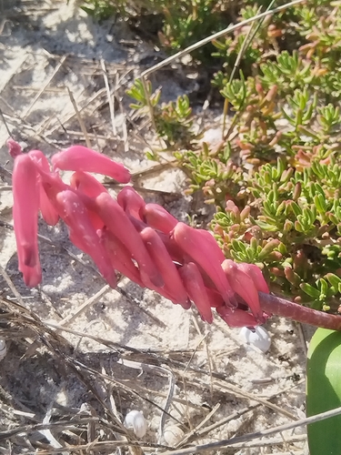 Lachenalia punctata