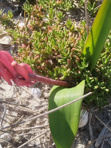 Lachenalia punctata