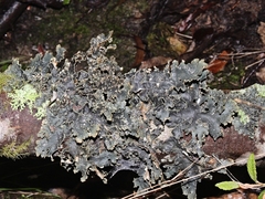 Pseudocyphellaria neglecta