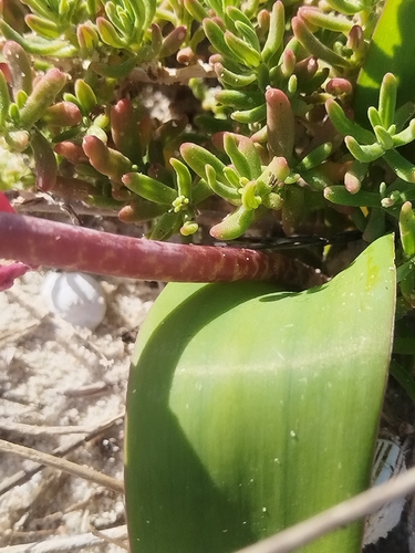 Lachenalia punctata