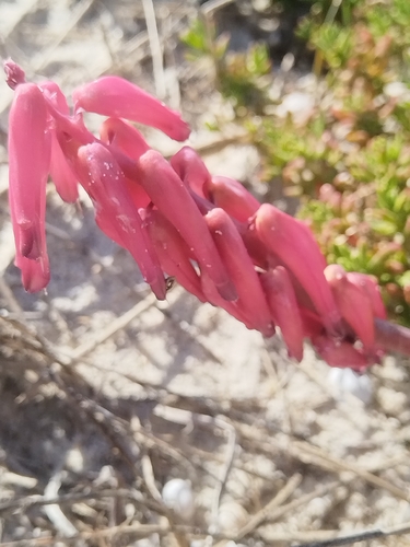 Lachenalia punctata