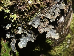 Pseudocyphellaria neglecta