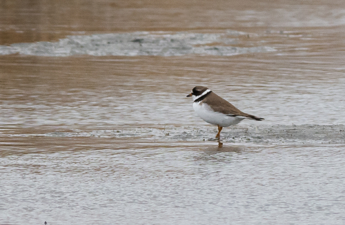 Semipalmated Plover